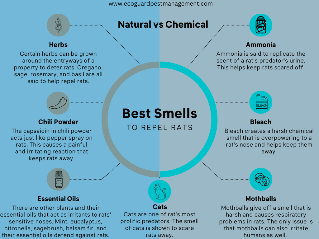 what smell do rats hate discover effective rat repellents