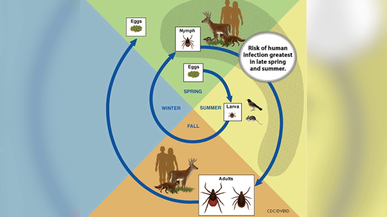 what ticks carry lyme disease