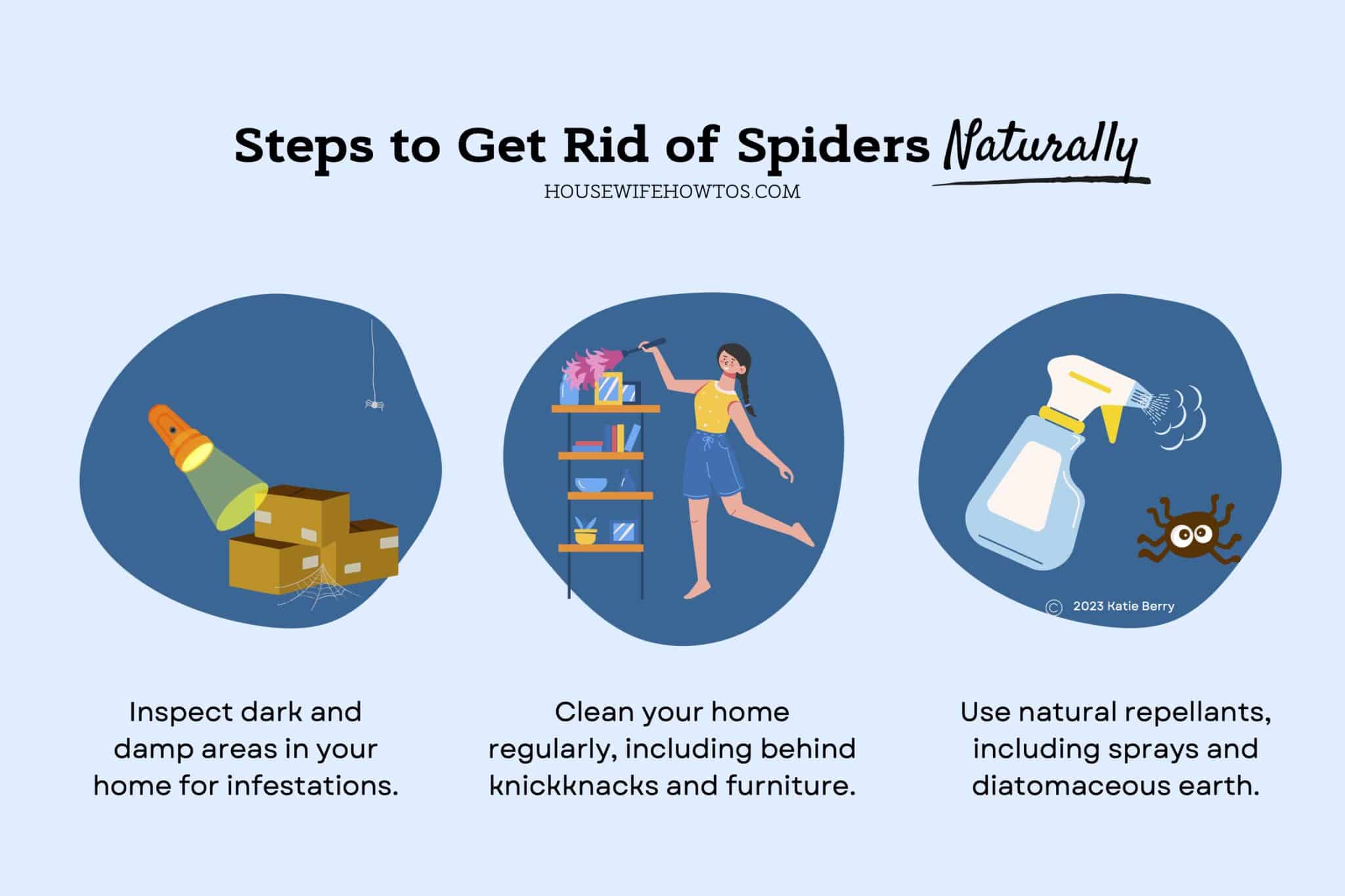 what to do if you have spiders in your pantry effective solutions and prevention tips