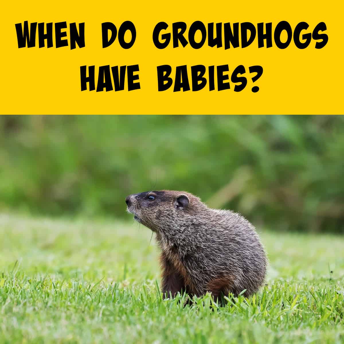 when do groundhogs have babies discover the season for groundhog pups