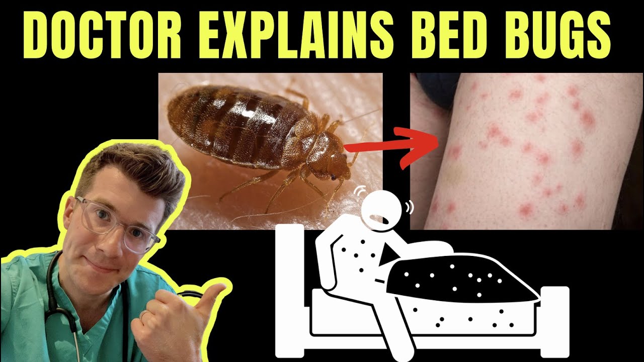 where do bedbugs come from