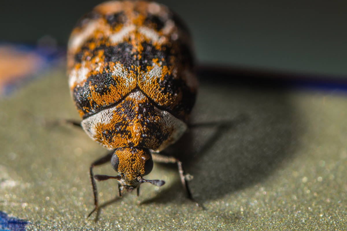 why do i have carpet beetles discover the causes and solutions