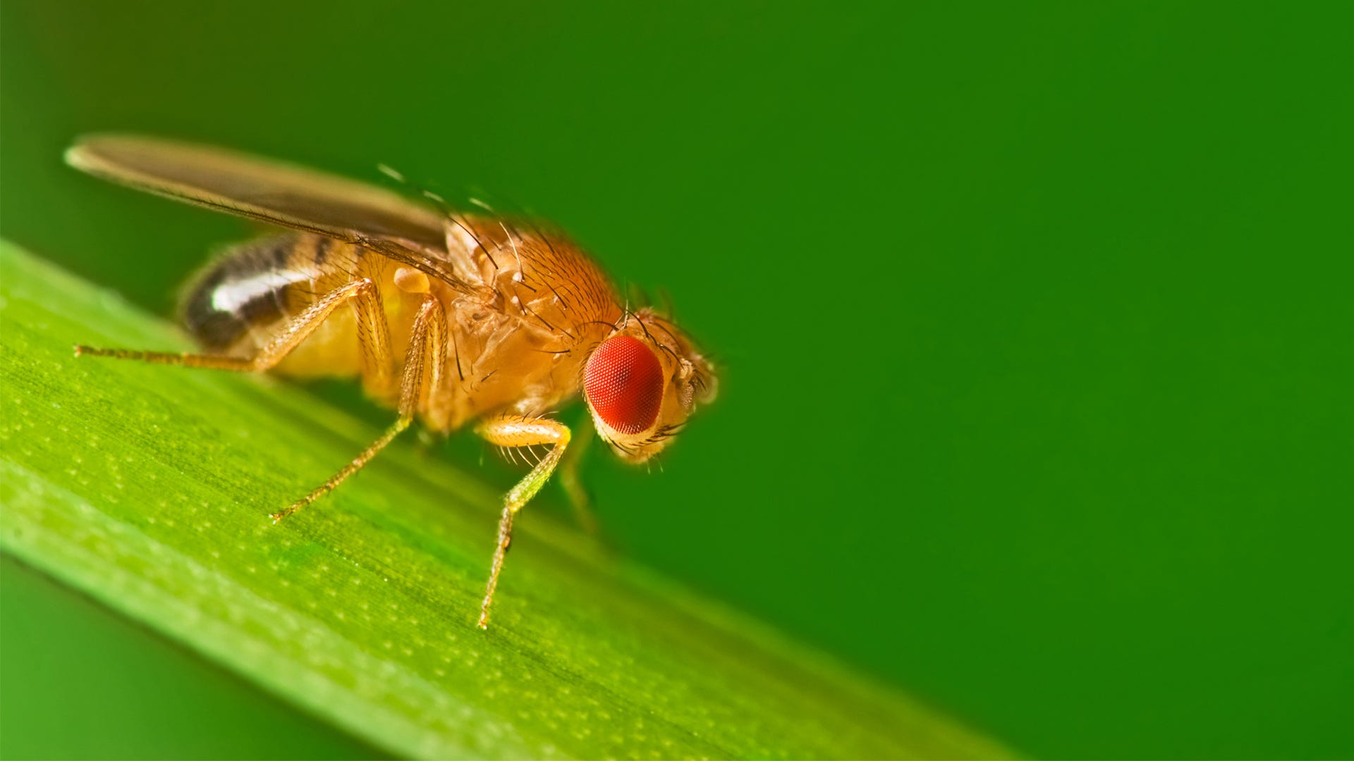 why do i have fruit flies learn the causes and effective solutions