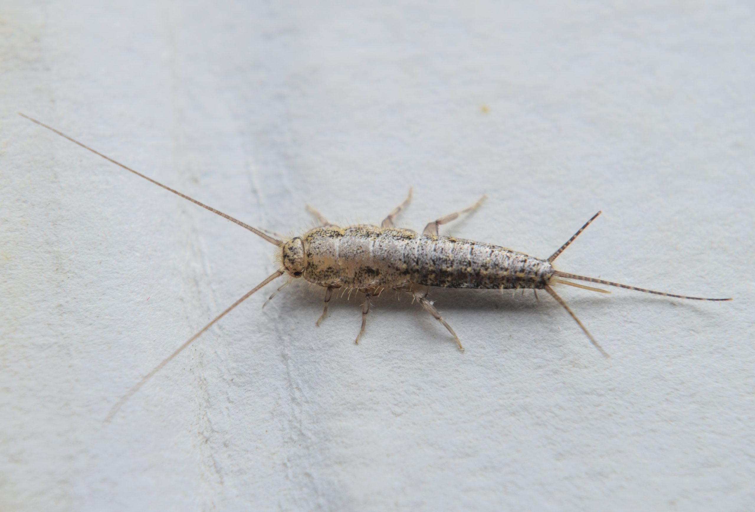 why do i have silverfish common causes and effective solutions scaled