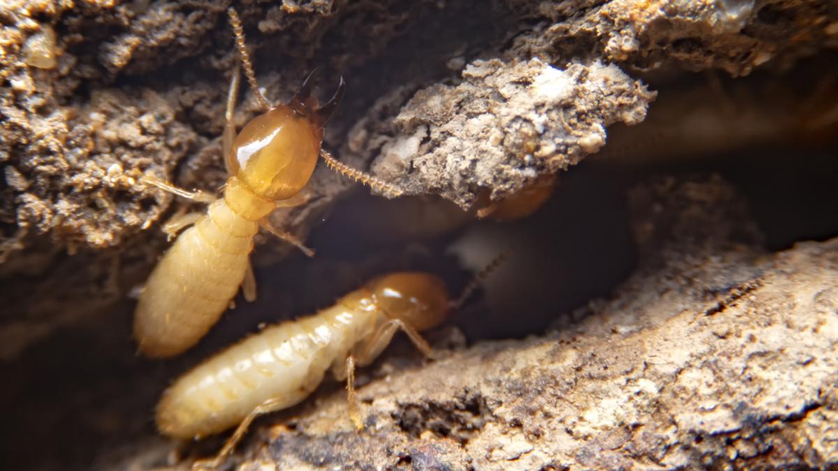 why do termites appear exploring the causes behind termite infestations