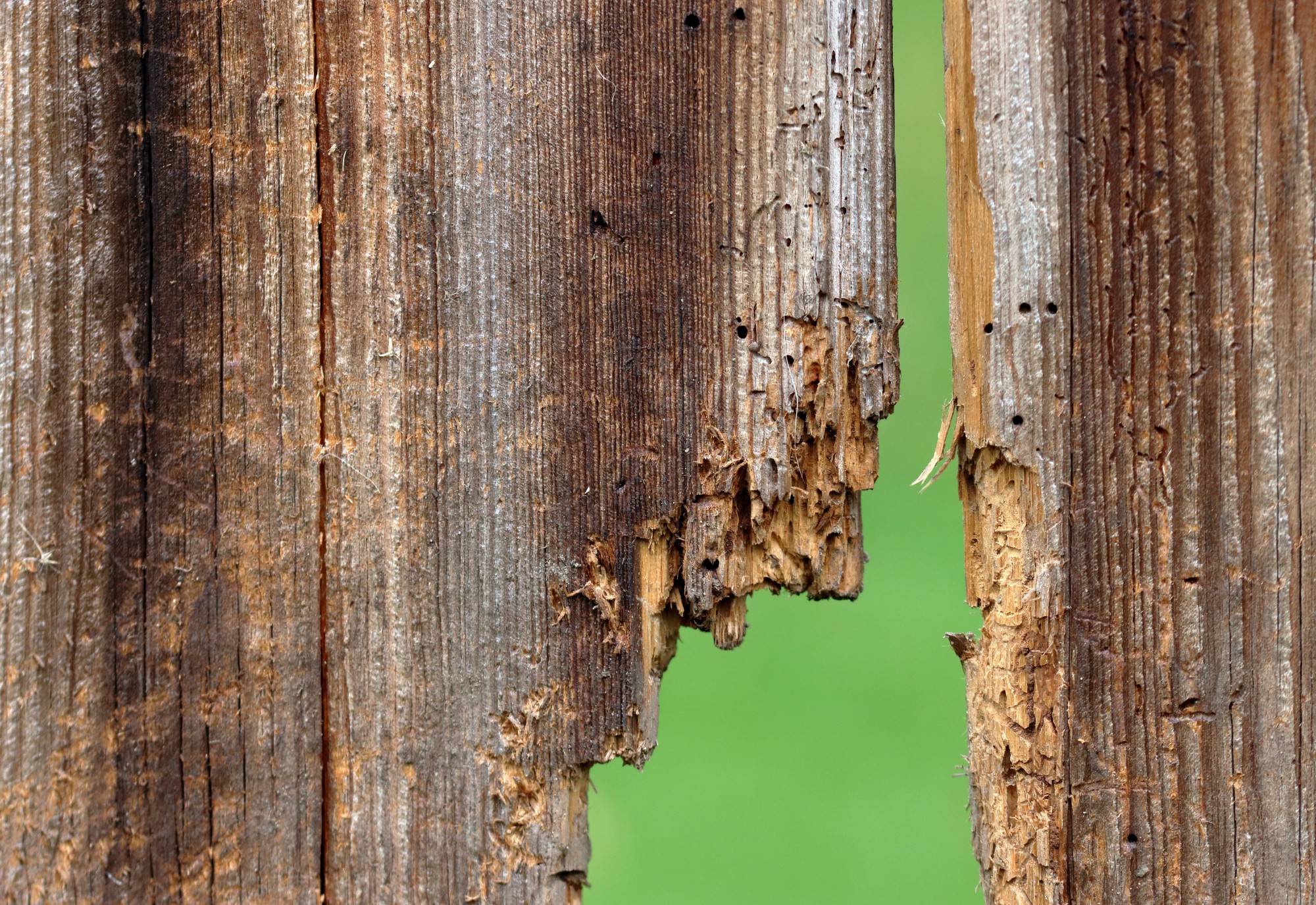 woodworm infestation how to identify and prevent damage