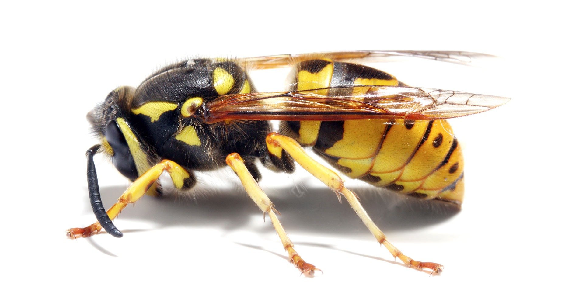 yellow jacket a threat to endangered bees